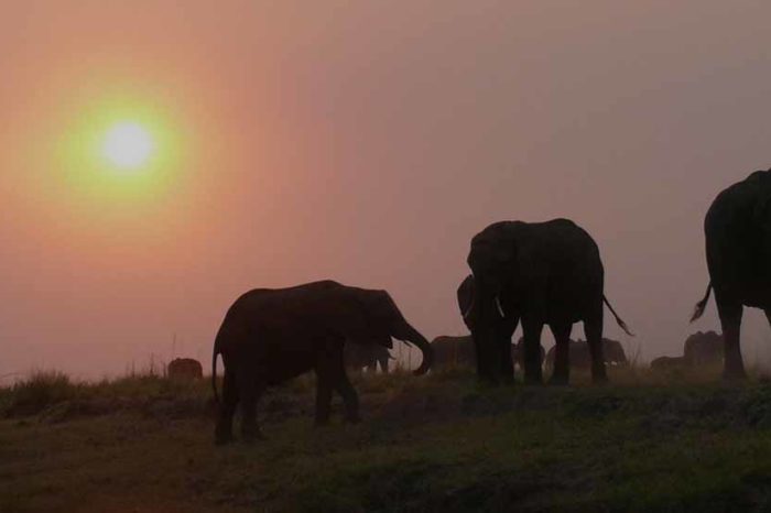 Botswana Explorer & Victoria Falls