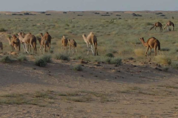 Mauritania Insolita